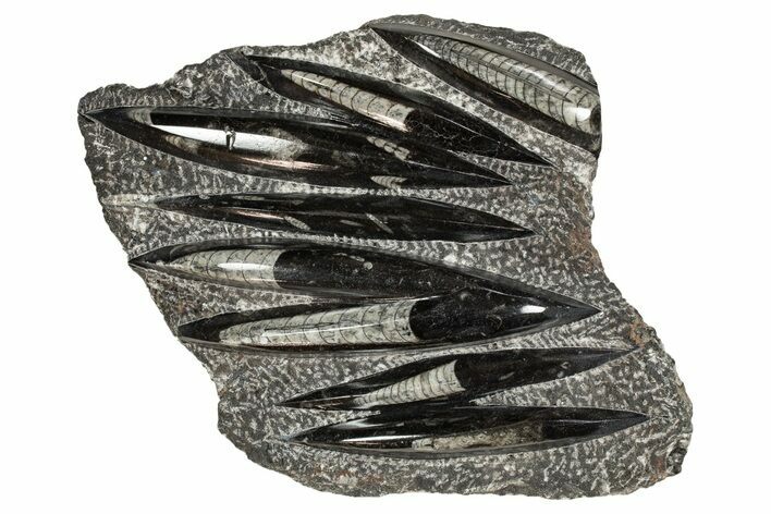 Polished Fossil Orthoceras (Cephalopod) Plate - Morocco #341361